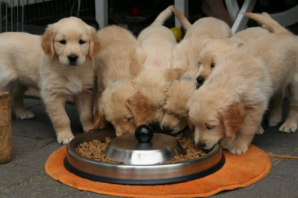 Pet Sitting