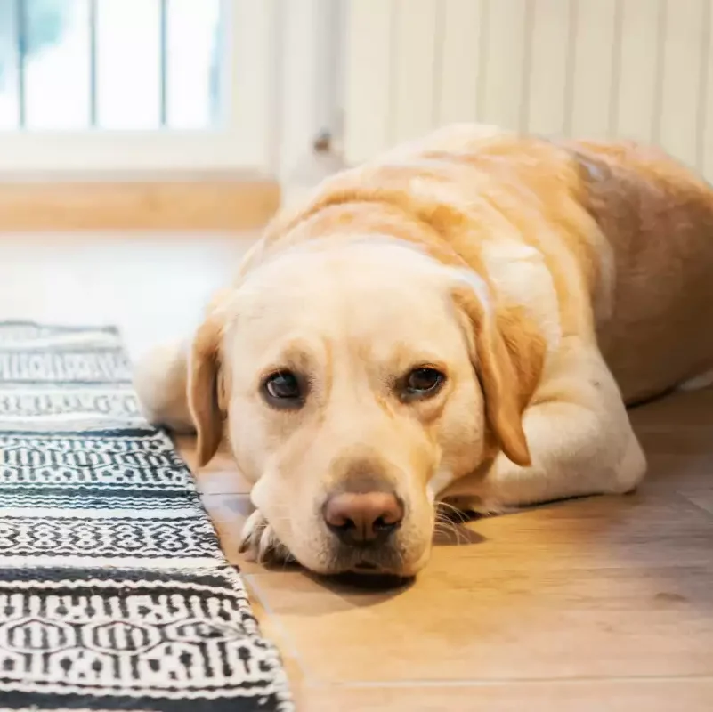 Pet Behavioral Changes