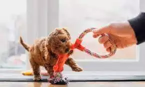 Playing Puppy