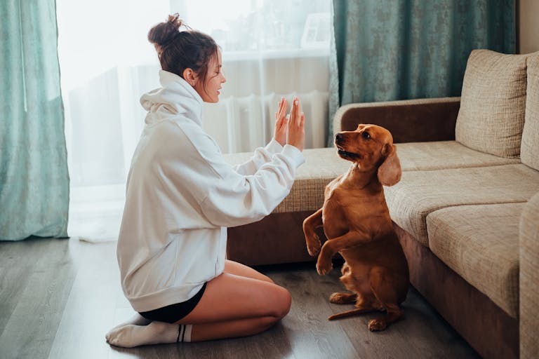 Woman in hoodie training cute brown dog indoors in a cozy living room setting. Crazy Lady Sitters