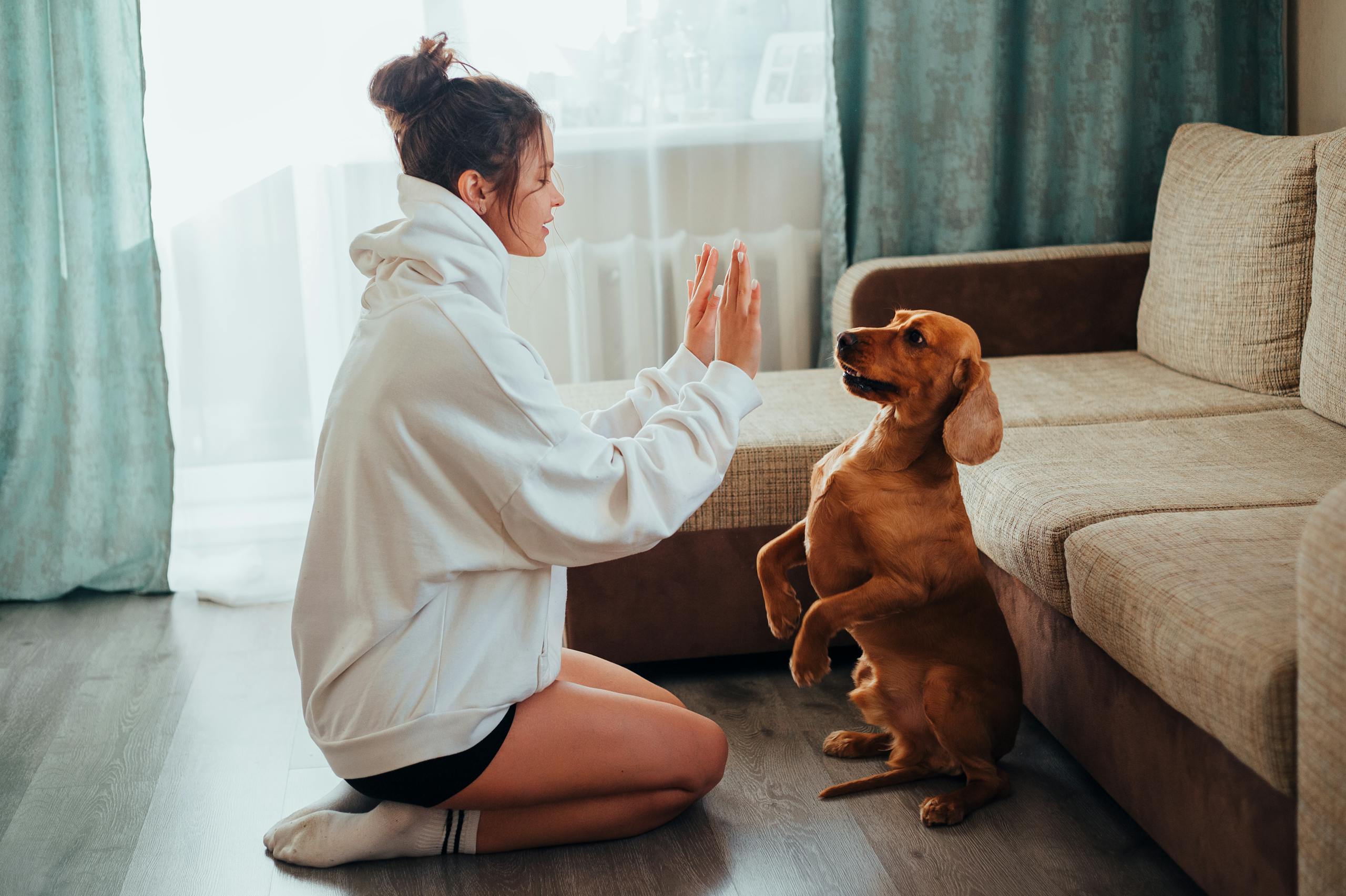Woman in hoodie training cute brown dog indoors in a cozy living room setting. Crazy Lady Sitters